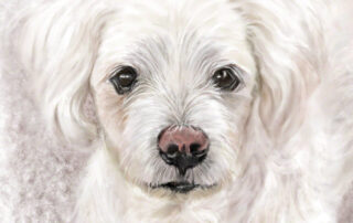 Closeup painting by portrait artist, Nomi Wagner, of a Bichon mix rescue pup.